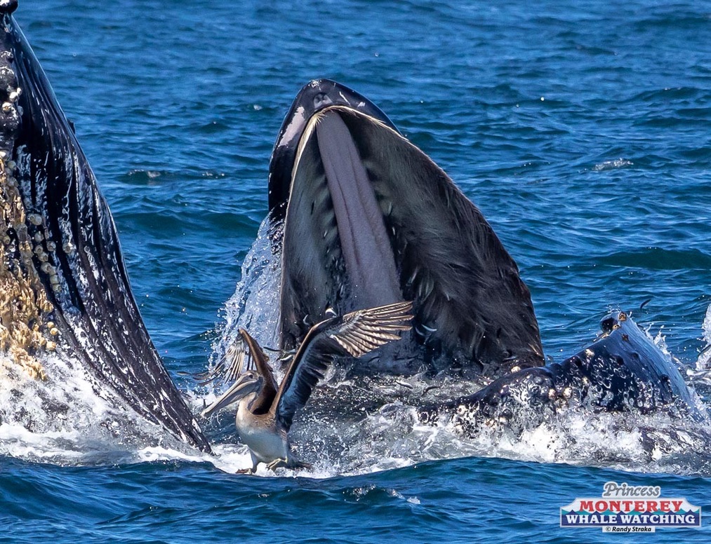 a whale swimming under water