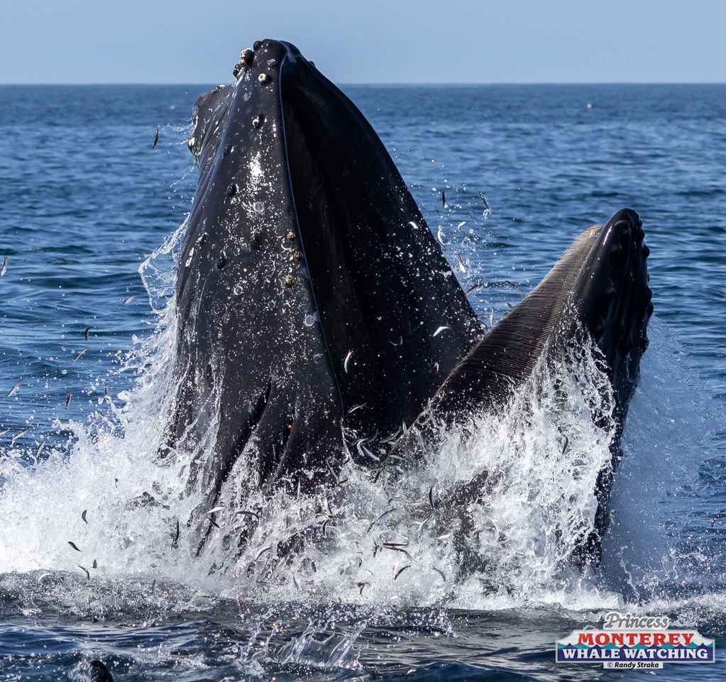 a whale jumping out of the water