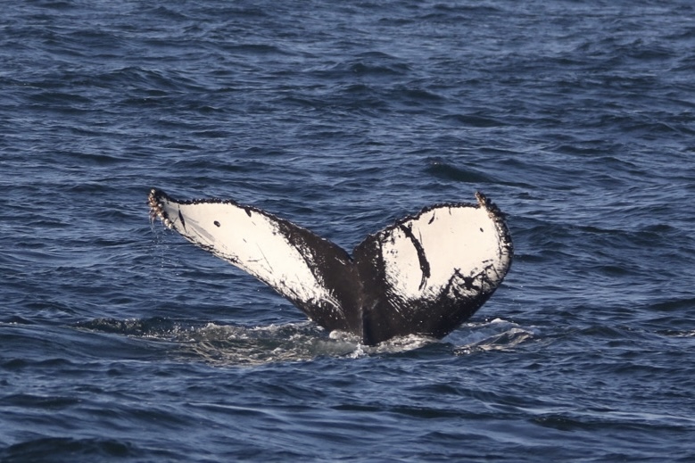 a bird in a body of water