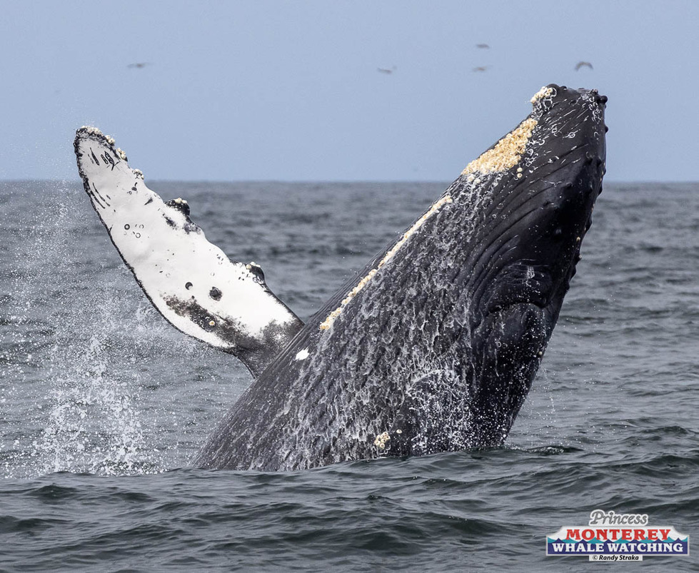 a whale jumping out of the water