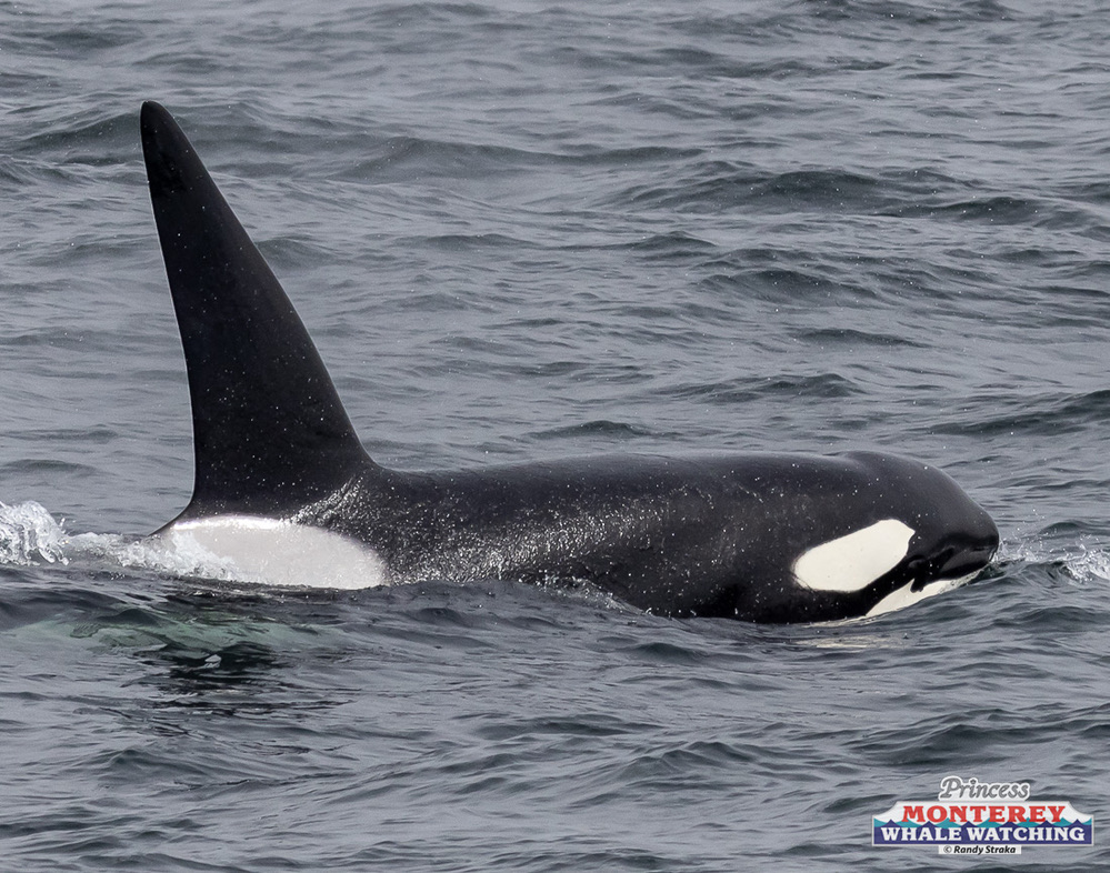 a dolphin jumping out of the water