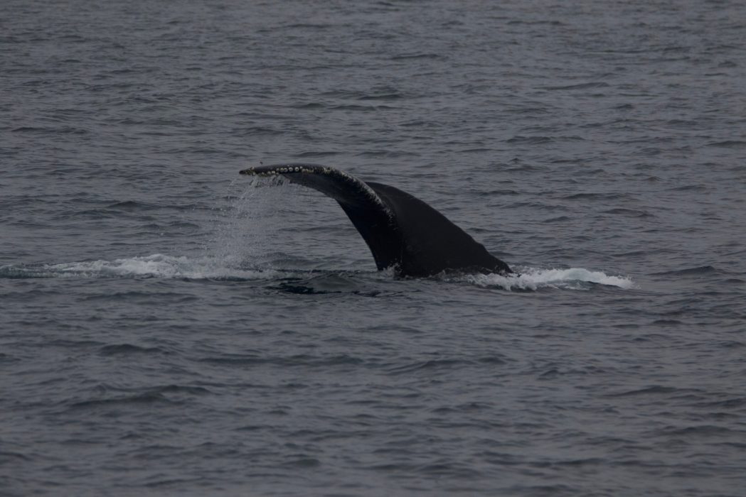 Tuesday October 25, 2022 | Princess Monterey Whale Watching