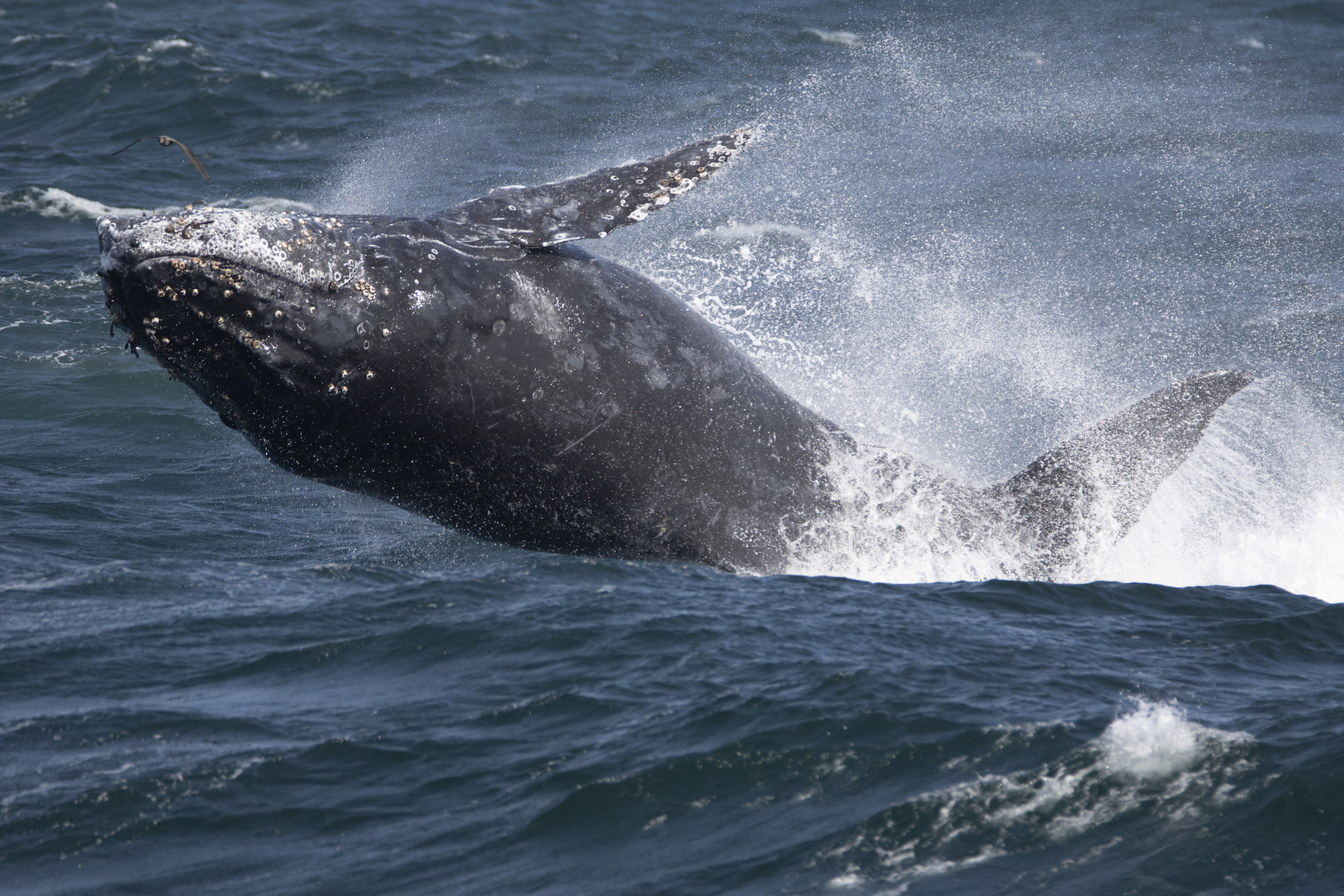 a whale jumping out of the water