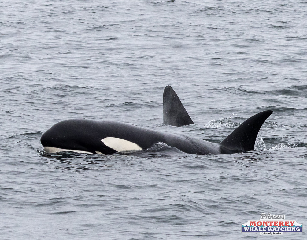 a dolphin swimming in a body of water