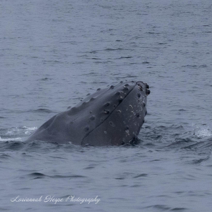 a whale jumping out of the water