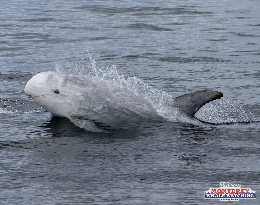 a whale swimming in the water