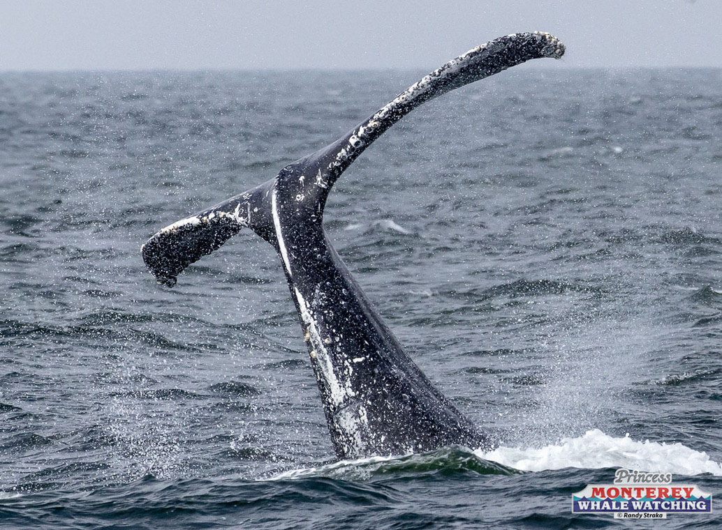 a whale jumping out of the water
