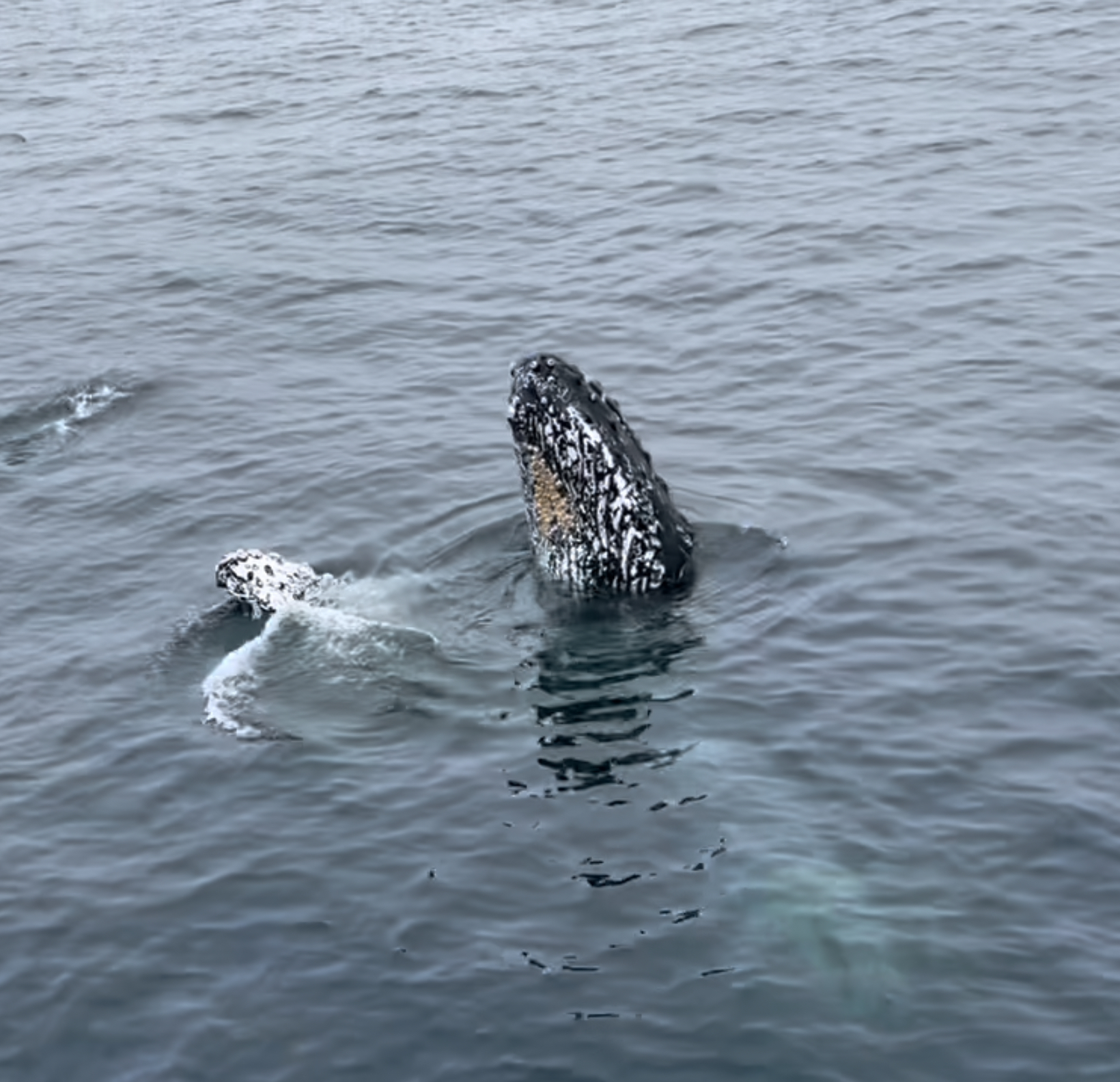 a bird swimming in water