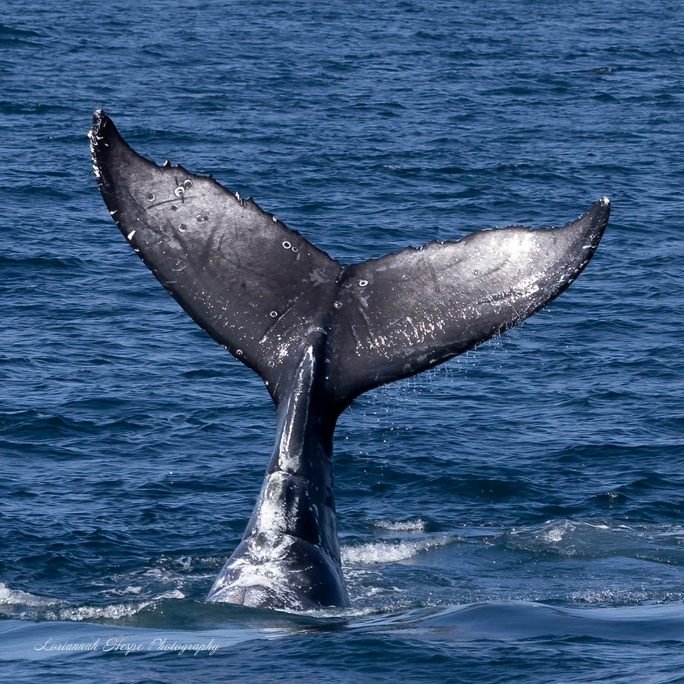 a whale jumping out of the water