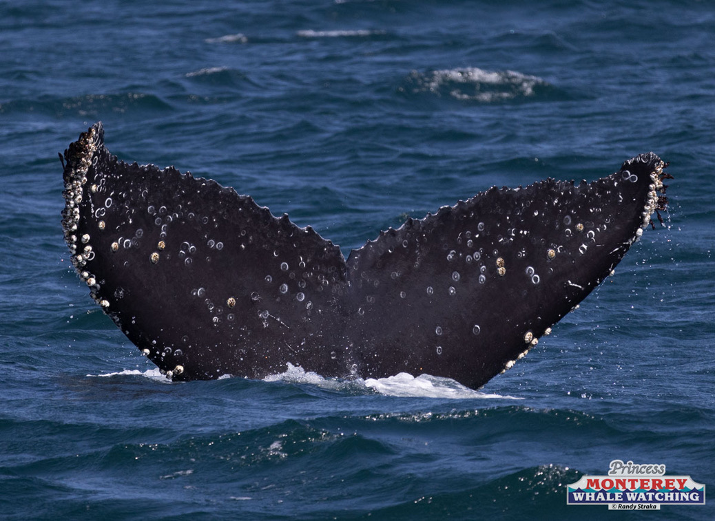 a whale jumping out of the water