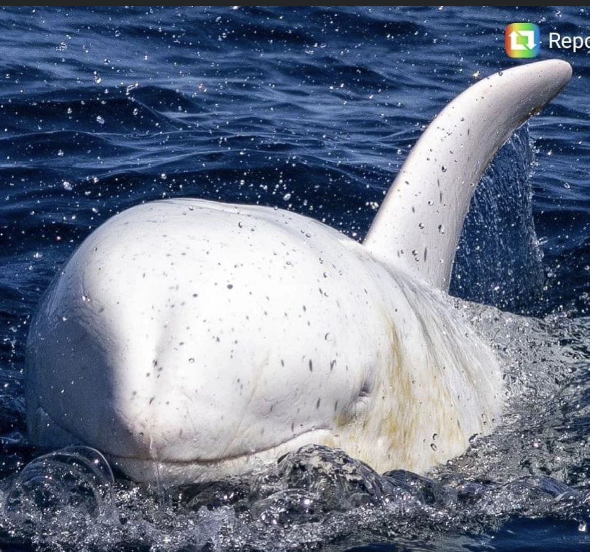 a polar bear swimming in a body of water