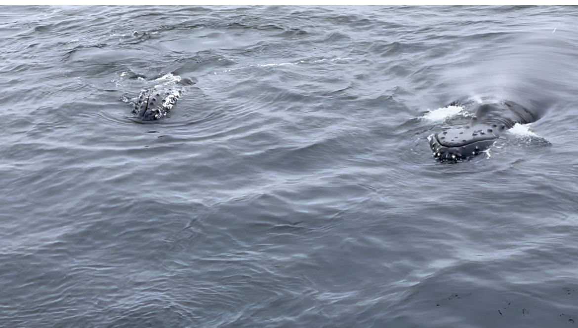 a group of people swimming in a body of water