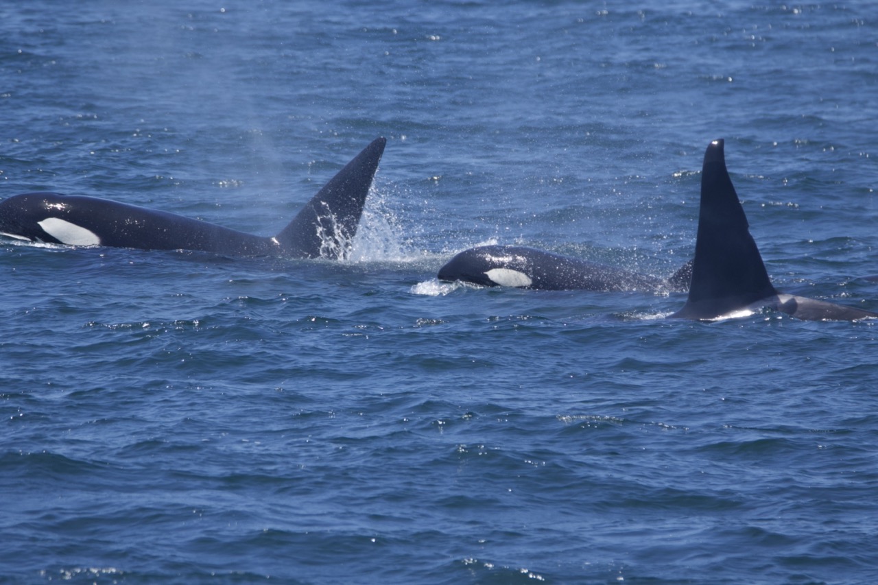 a dolphin jumping out of the water