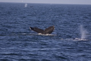 a whale swimming in a body of water