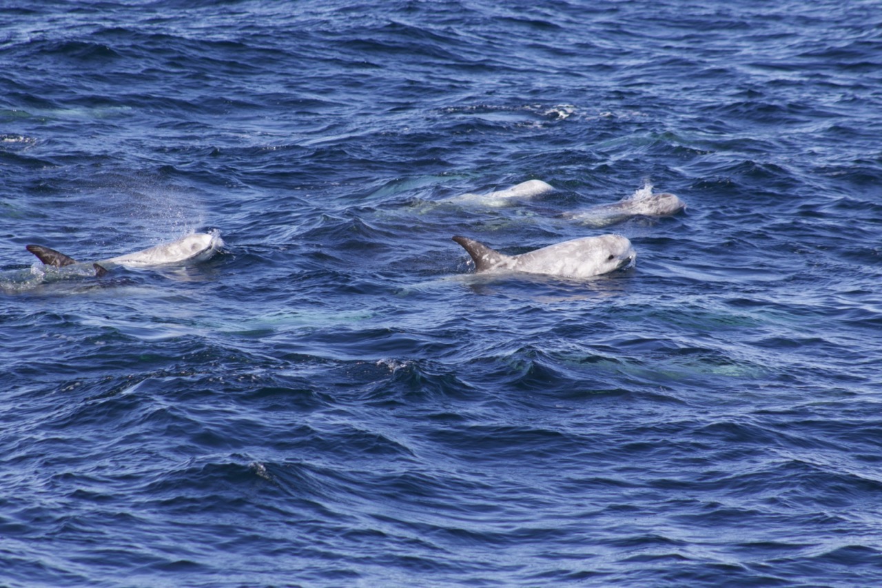 a dog swimming in a body of water
