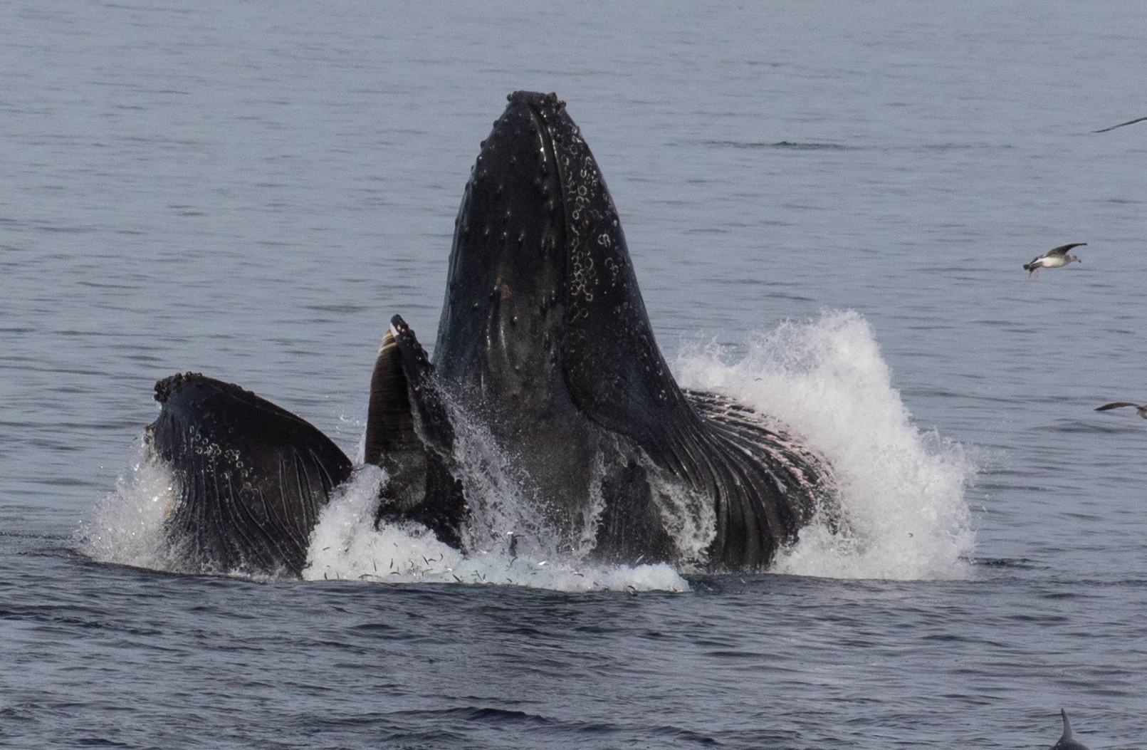3X6A8764 animal on the water