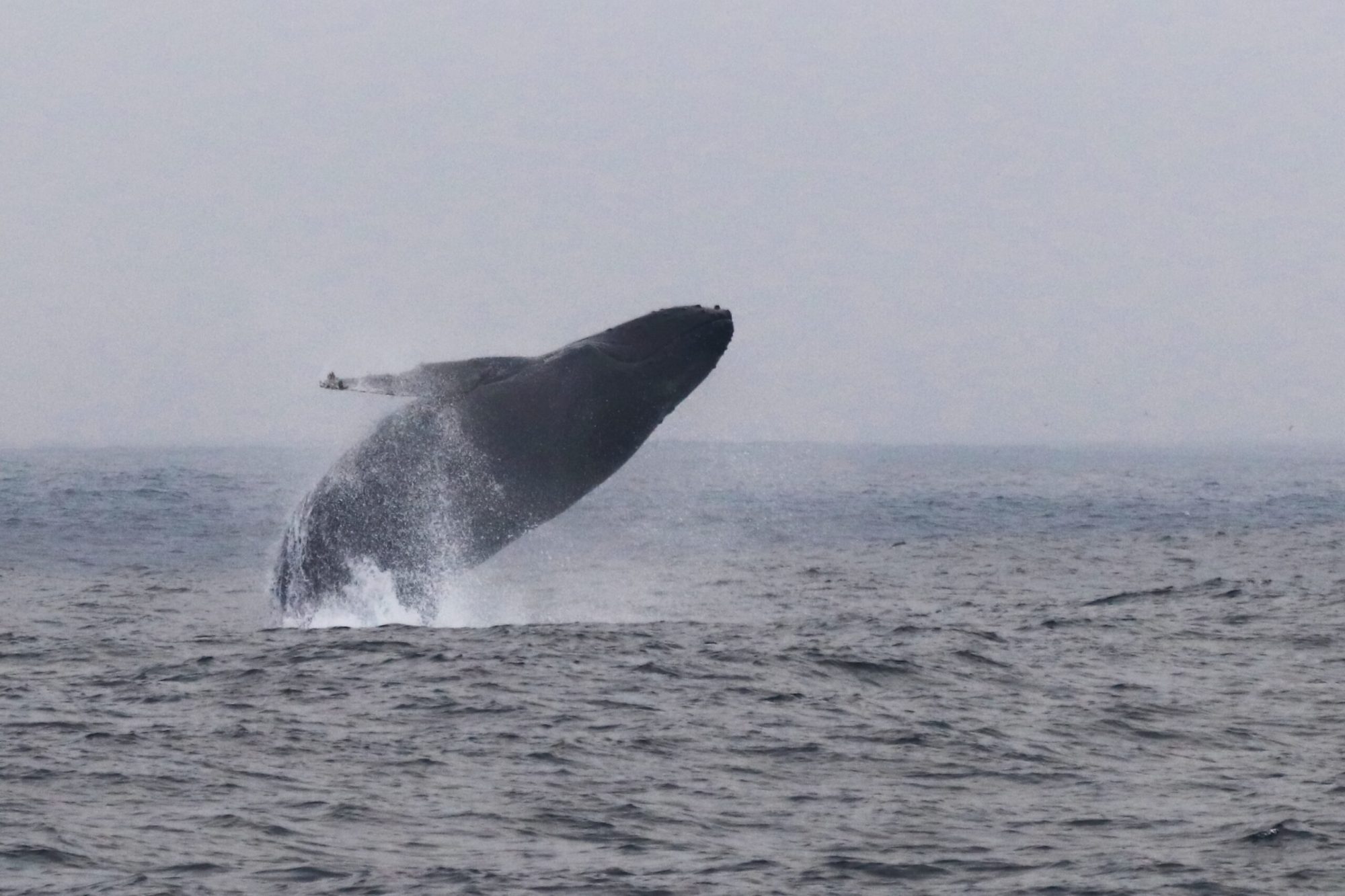 a whale jumping out of the water