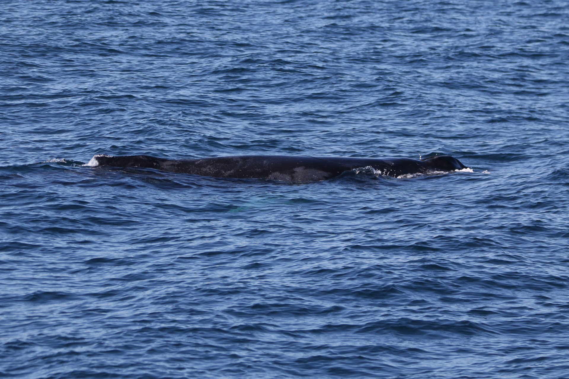a whale jumping out of the water