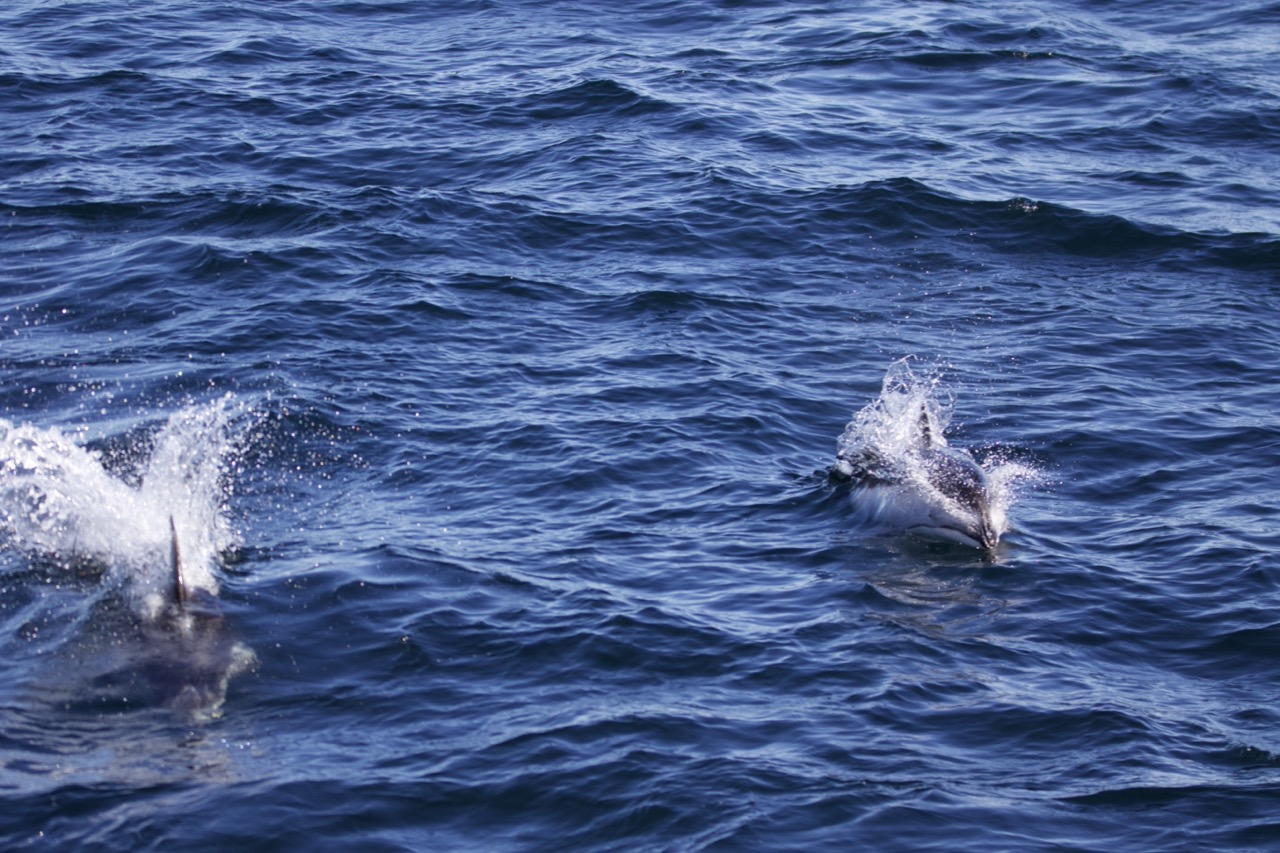 a dog swimming in a body of water