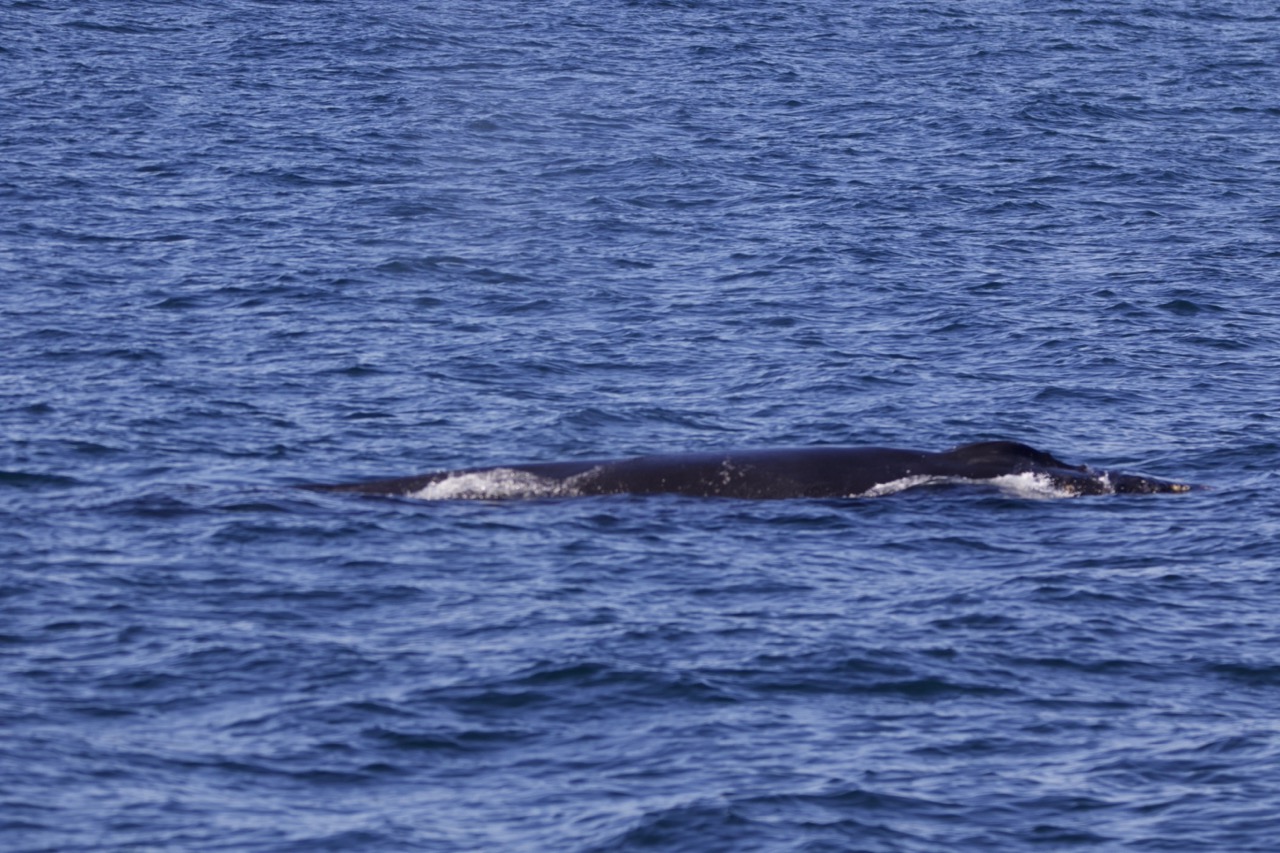 a whale swimming under water