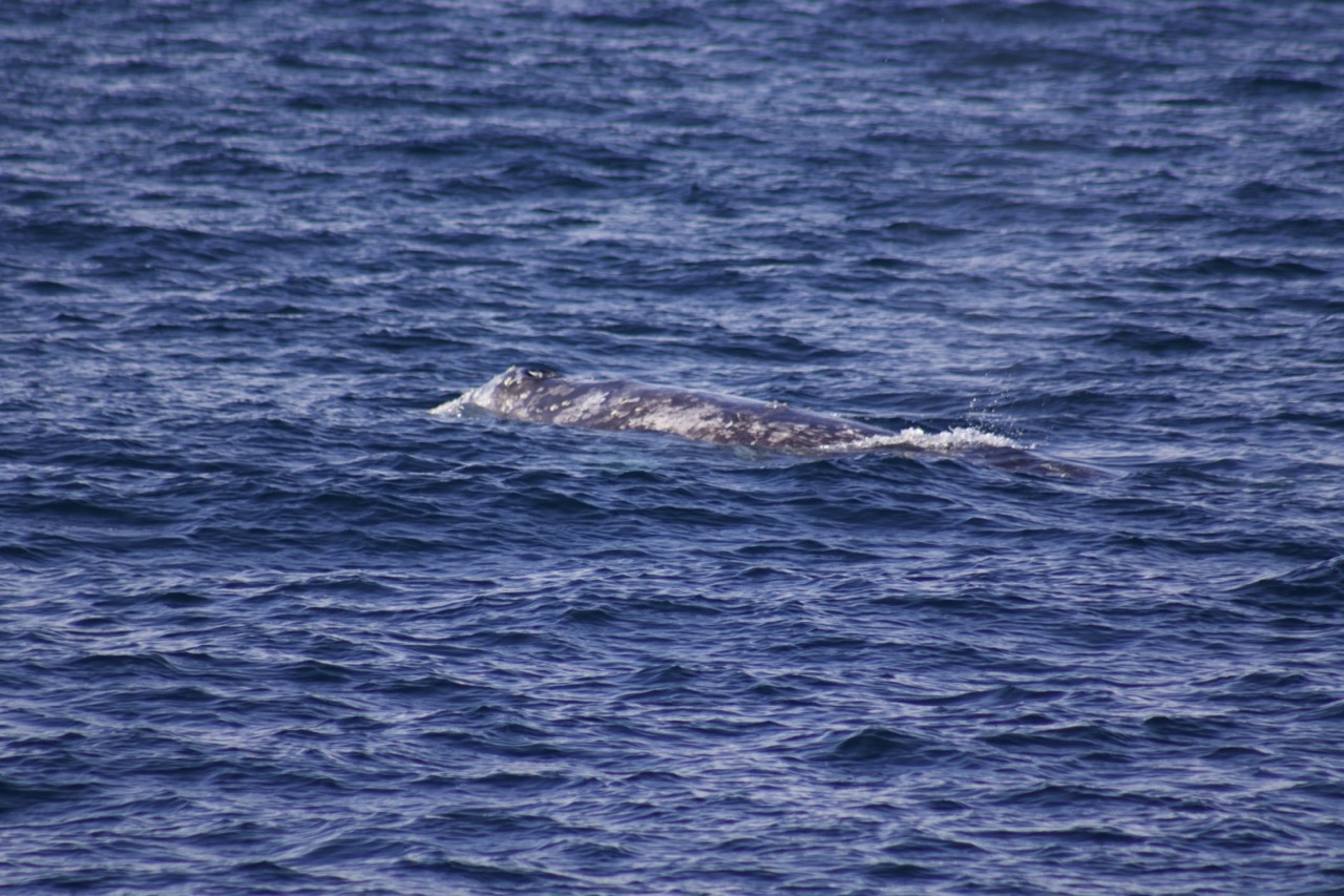 a whale jumping out of the water