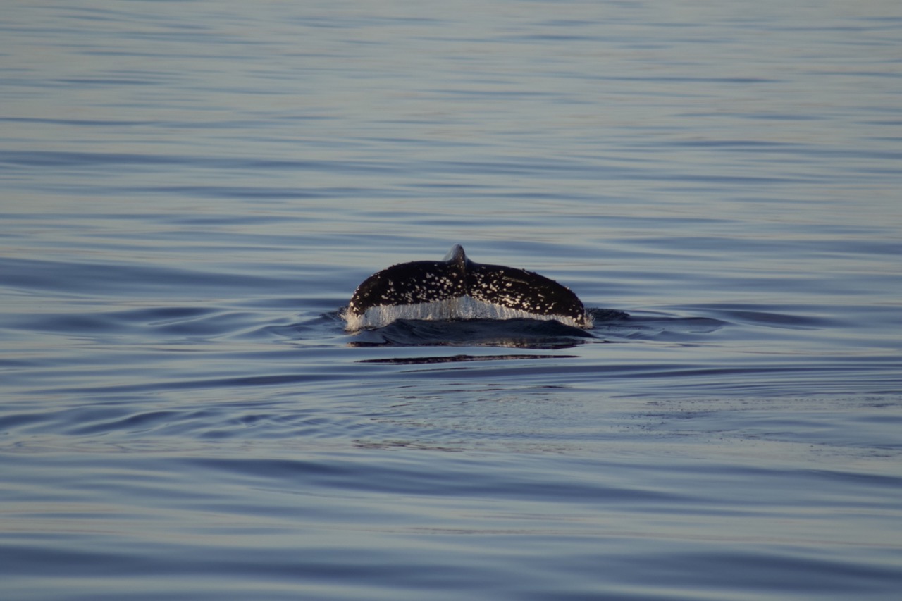 a bird swimming in water