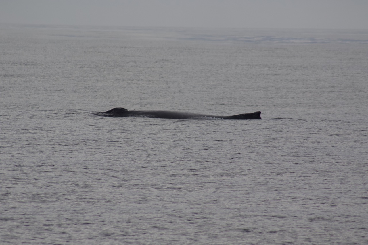 a whale jumping out of the water