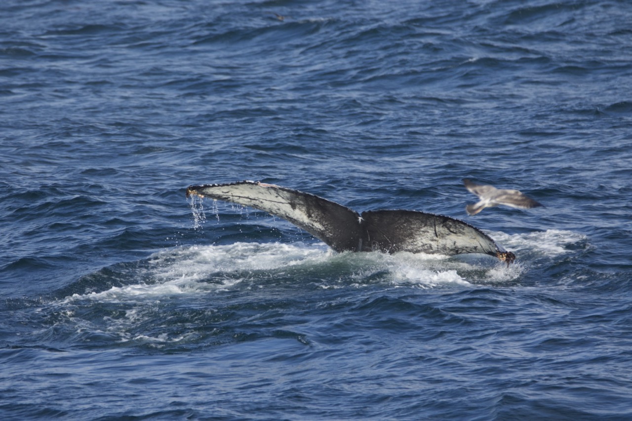 a whale jumping out of the water