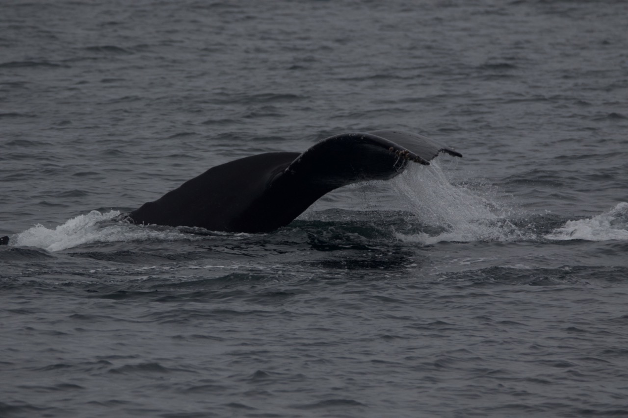 a whale jumping out of the water