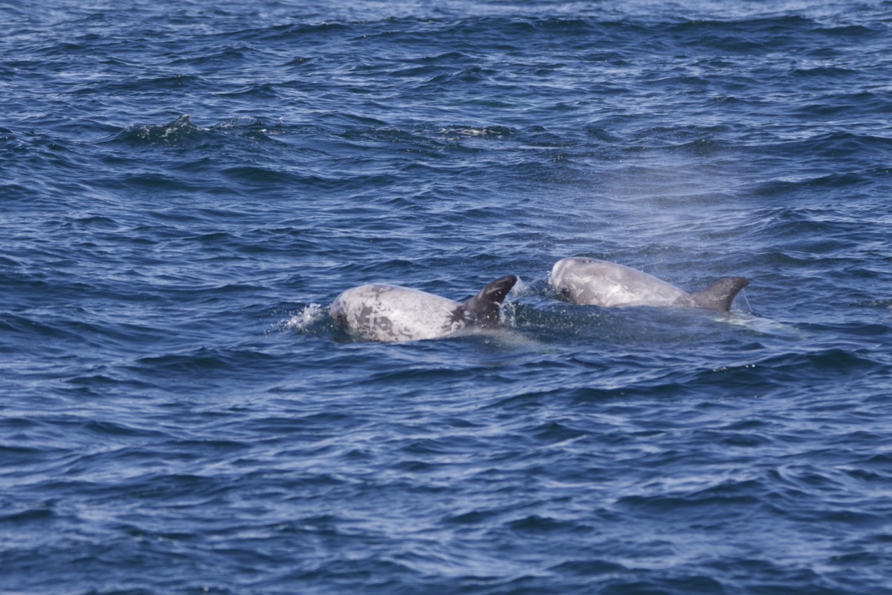 an animal swimming in the water