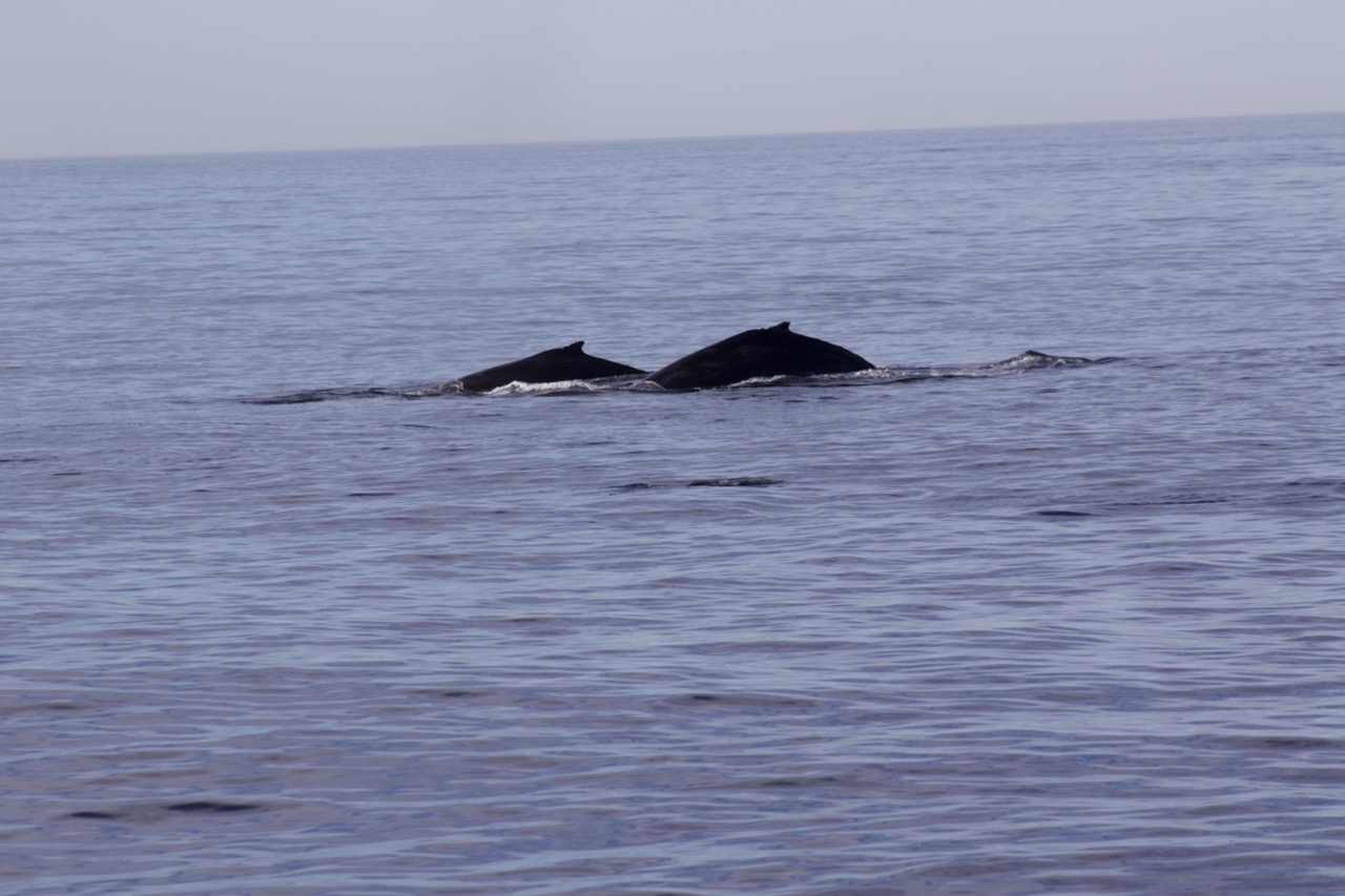 a whale jumping out of the water