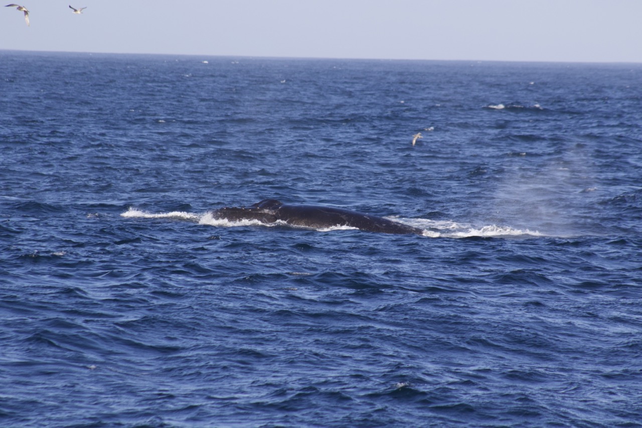 a whale jumping out of the ocean