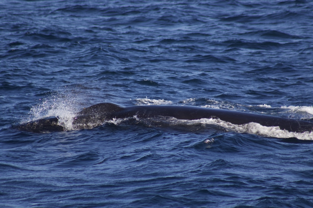 a whale swimming in the water