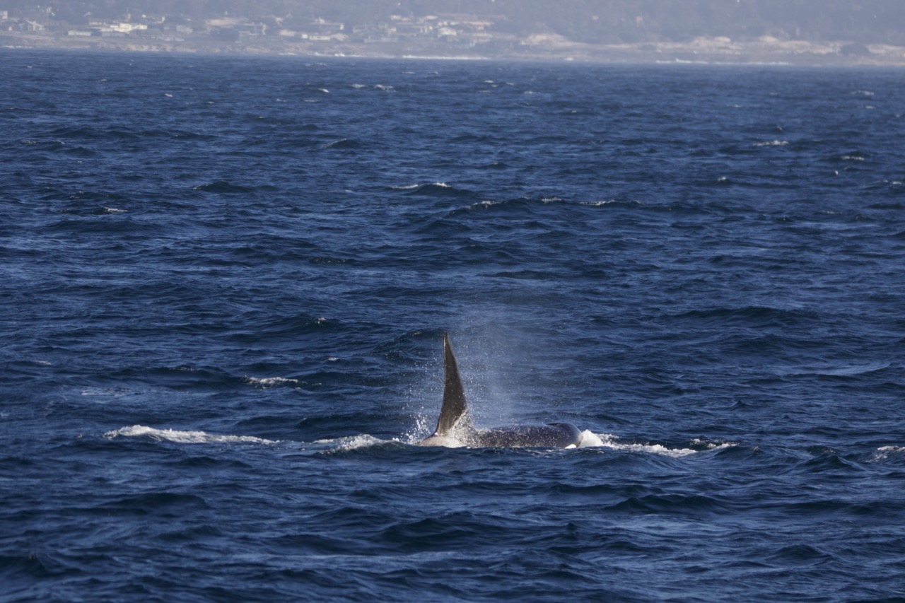 a whale jumping out of the water