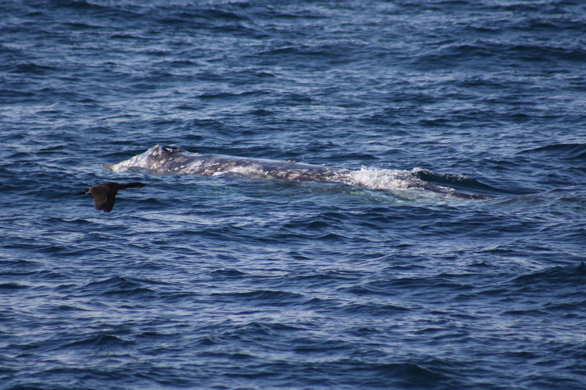 an animal swimming in the water