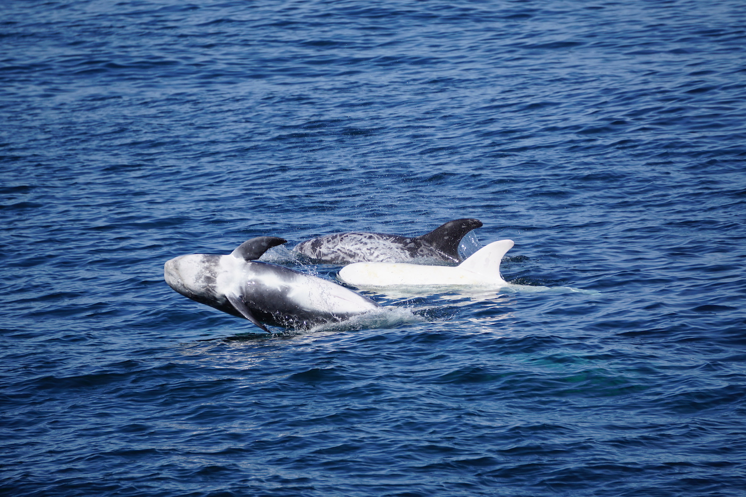 a whale swimming in a body of water
