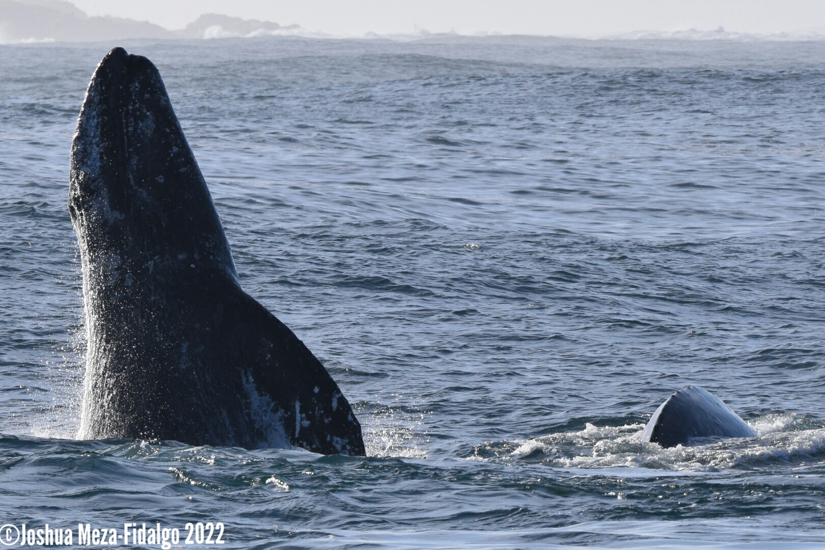 a whale jumping out of the water