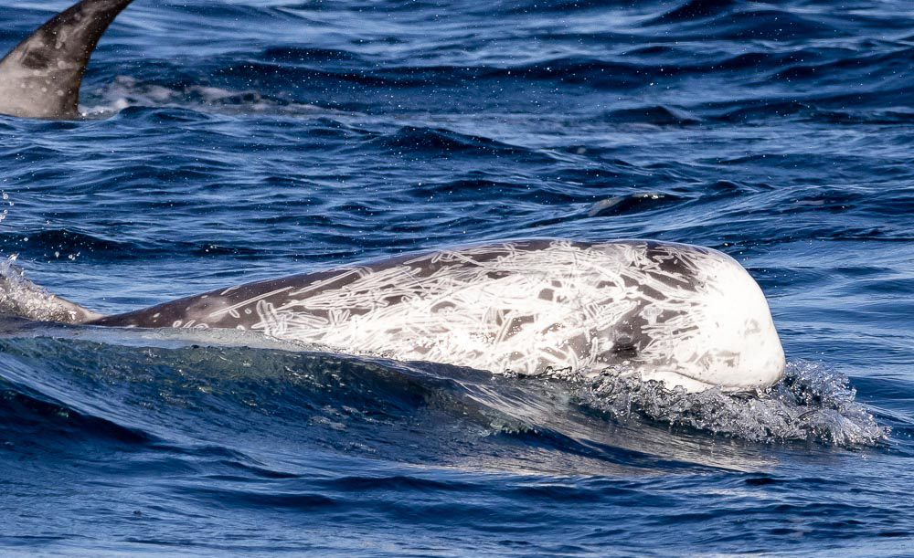 a whale jumping out of the water