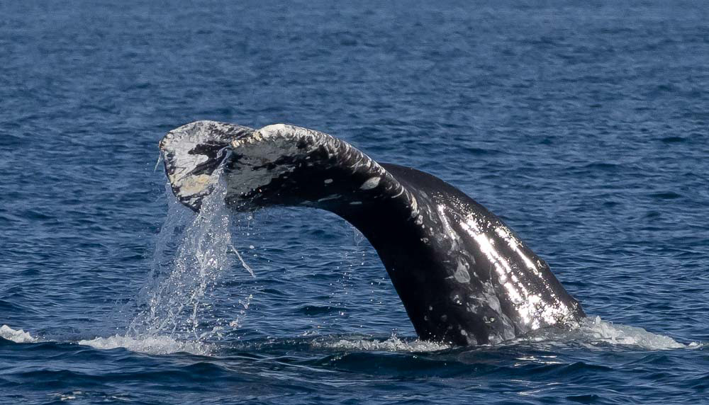 a whale jumping out of the water