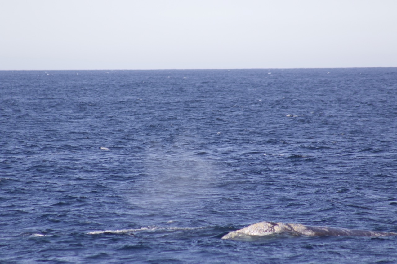 a large body of water next to the ocean