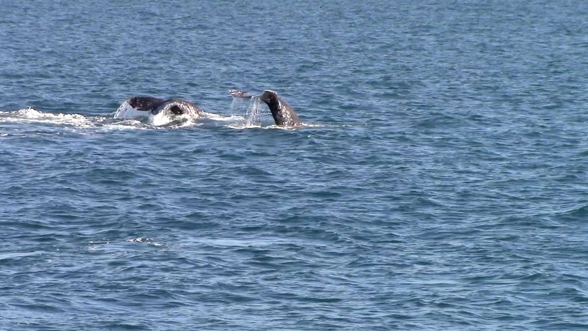 a bird swimming in water next to the ocean