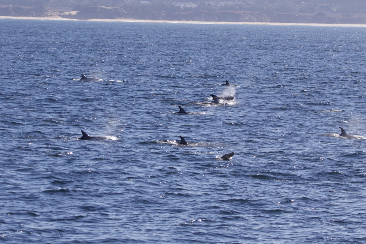 a whale swimming in a body of water