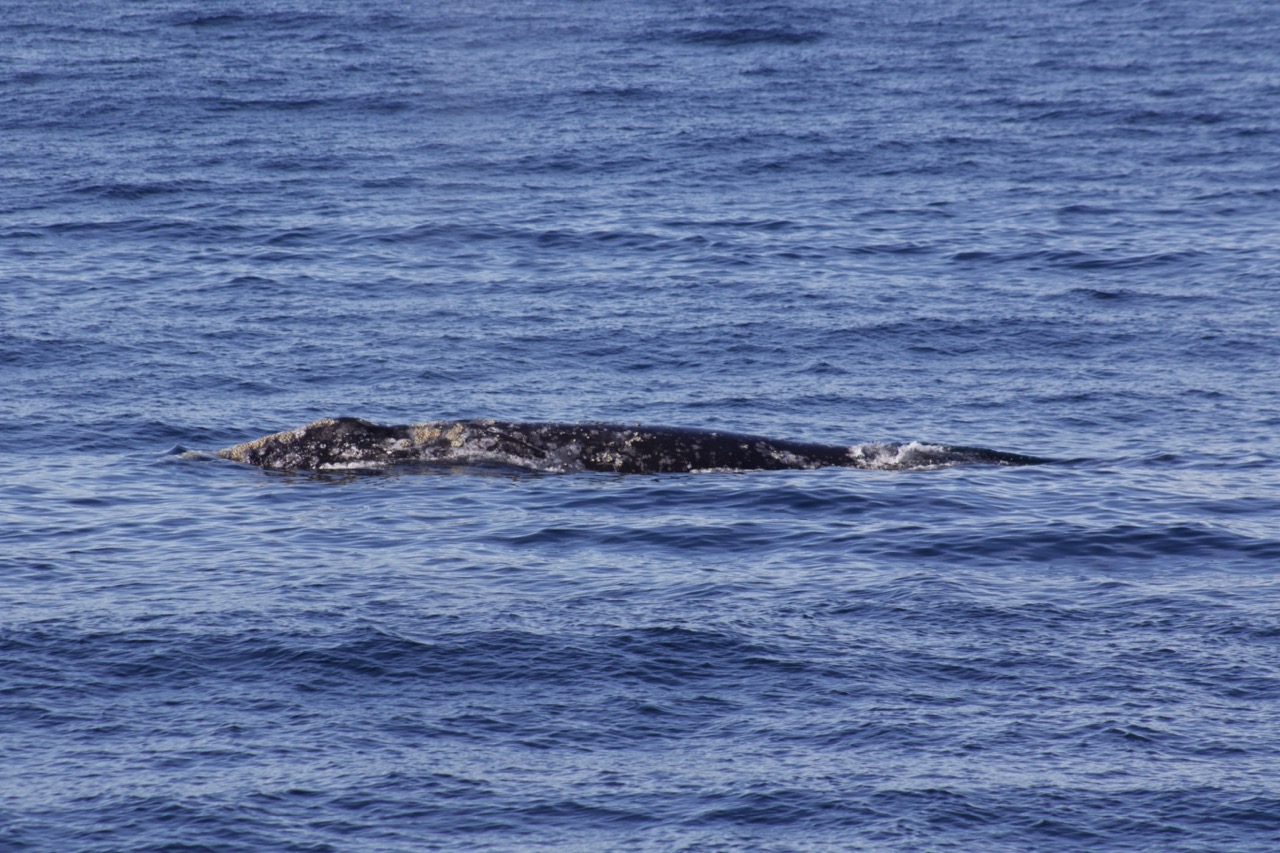 a whale jumping out of the water