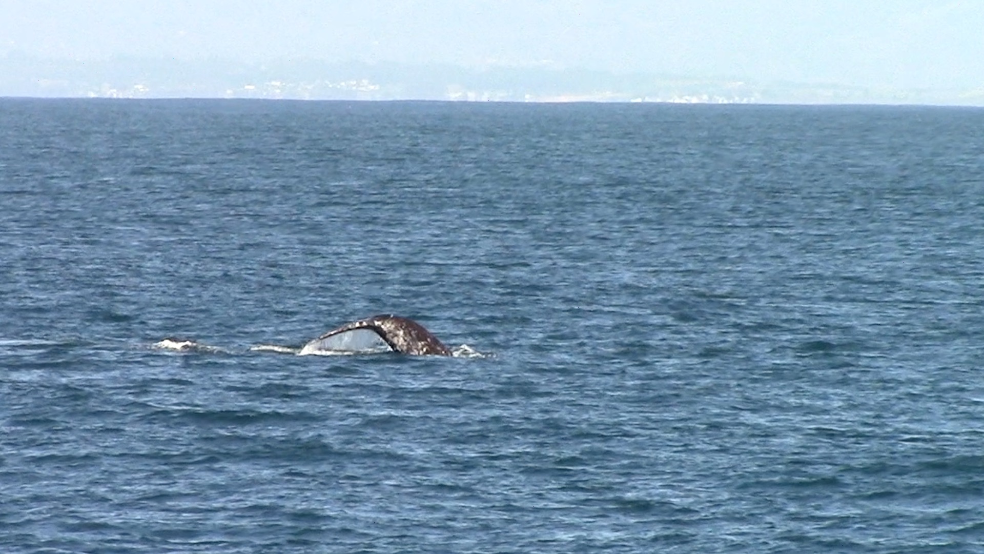 a bird flying over a large body of water