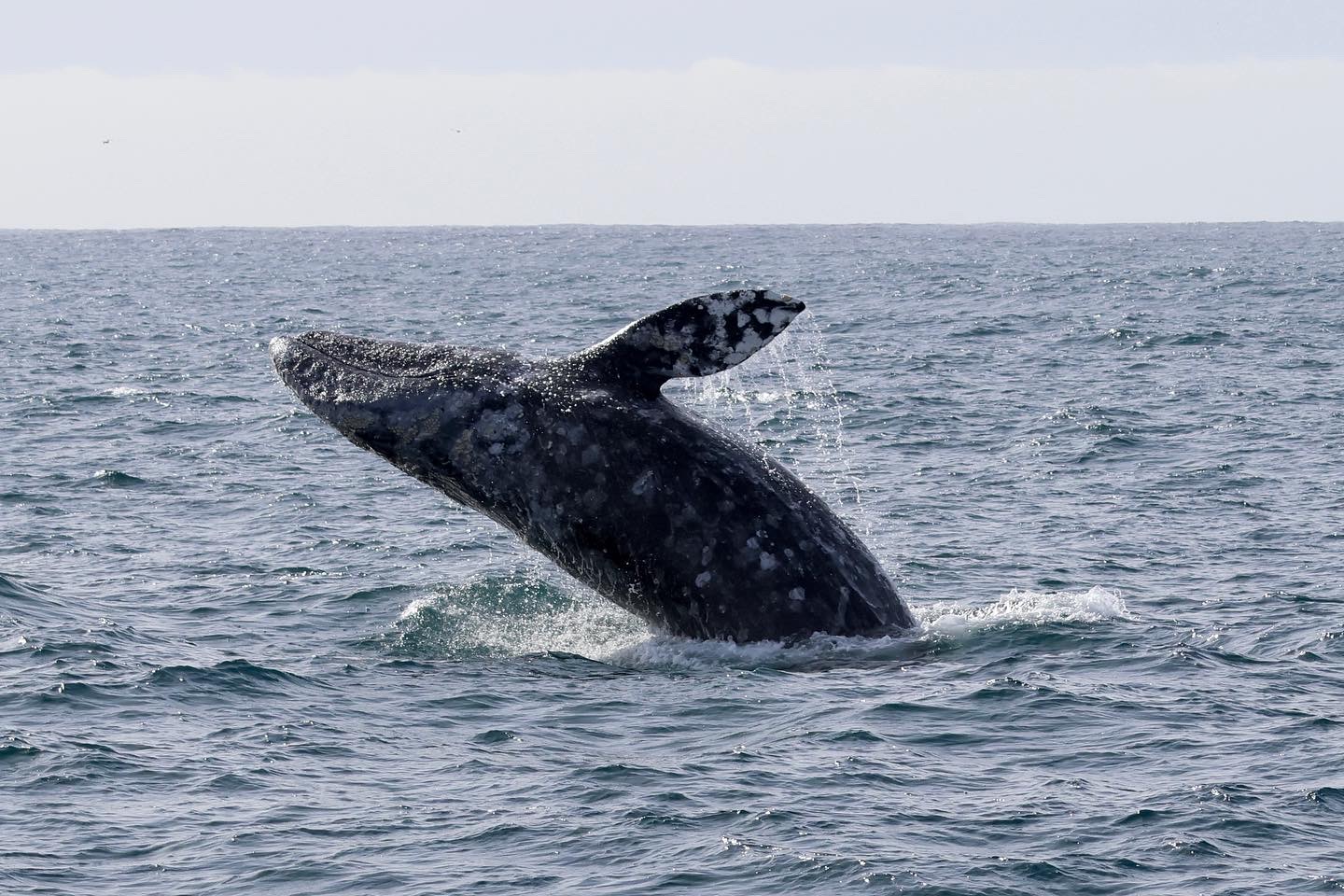 a whale jumping out of the water
