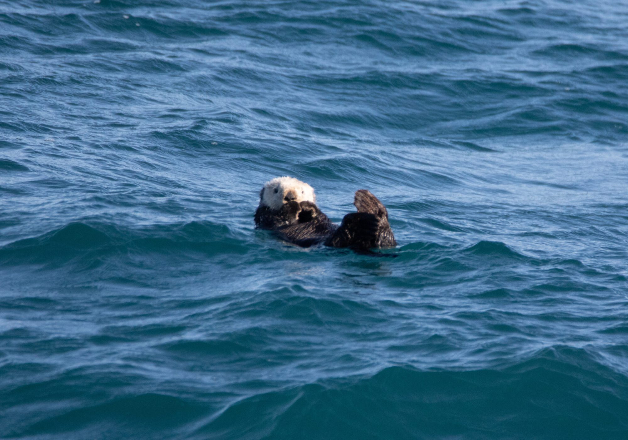 sea otter1