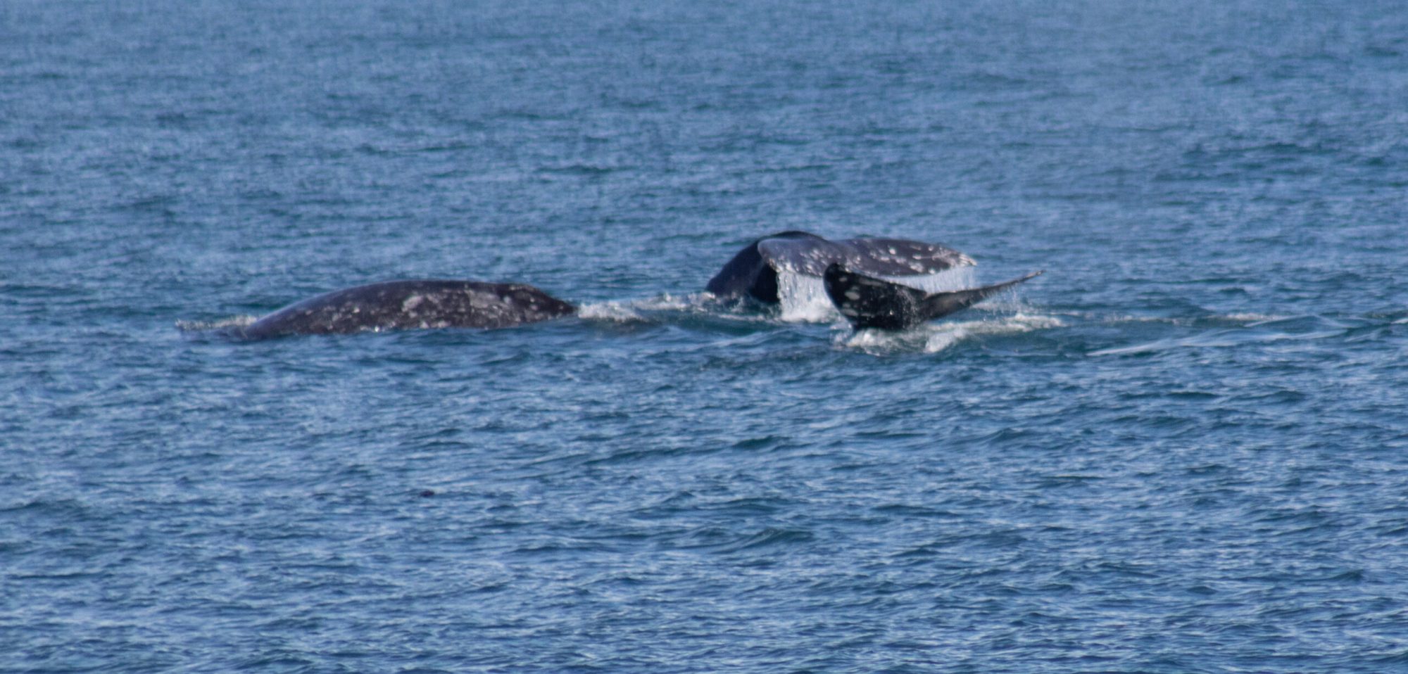 a whale jumping out of the water