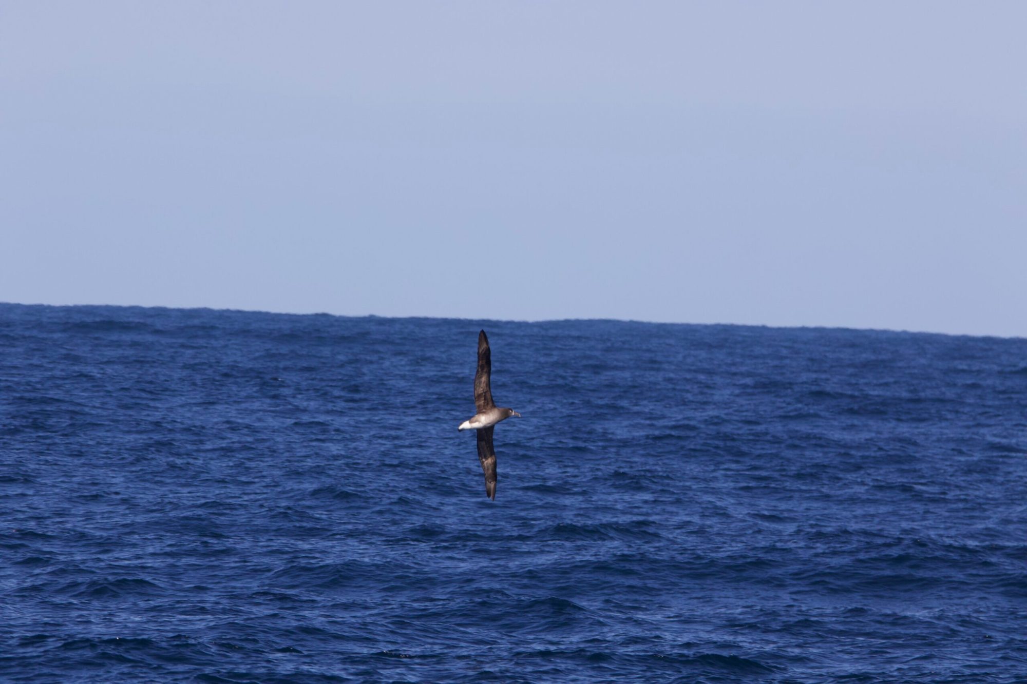 a bird flying over a body of water
