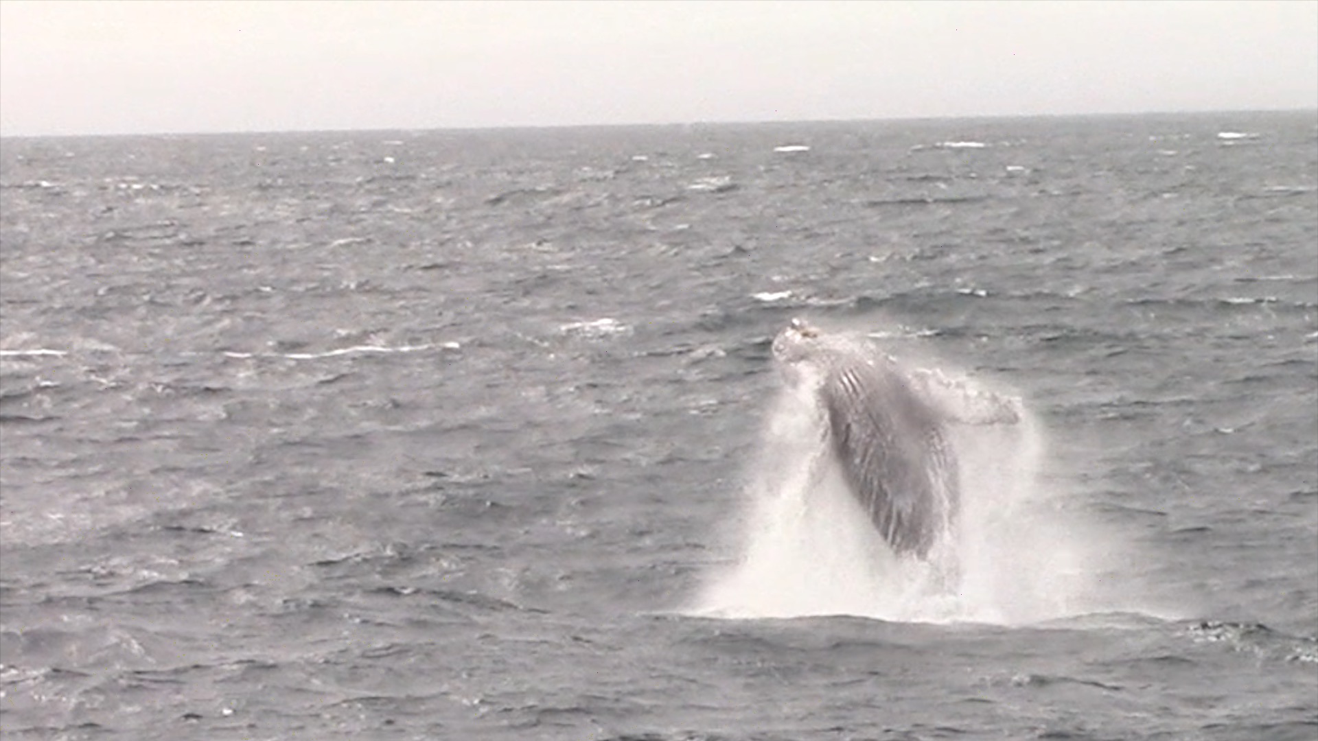 a whale jumping out of the water