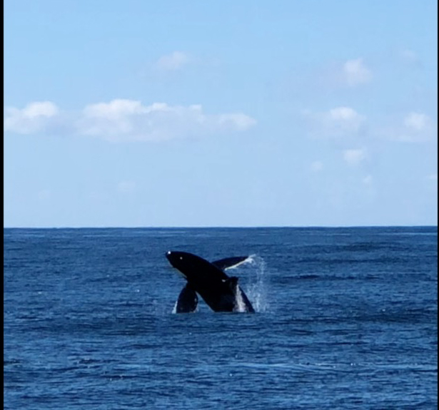 a man flying through the air while riding a wave in the ocean